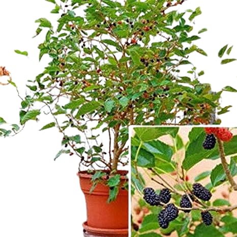 See full amazon price history chart for MANISHAS DAFFODILS High-Yielding Green Mulberry Taiwan Long Variety Fruit Air Layered Grafted Live Healthy Plants in Grow Bag. MANISHAS DAFFODILS High-Yielding Green Mulberry Taiwan Long Variety Fruit Air Layered Grafted Live Healthy Plants in Grow Bag. (B0BNGGPY8G) Amazon Price History, Amazon Price Tracker