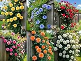 Earth Hopper Climbing Rose Hybrid Seeds Pack - Large Flowers- 70 Easy-to-Grow Seeds for Vibrant Blooms, Suitable for All Indian Climates (ALL IN ONE MIX)