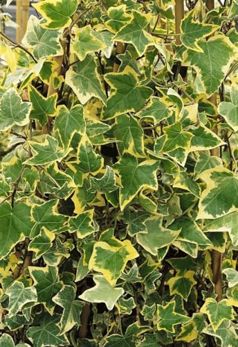 Hedera helix 'Goldchild' 40-60 cm – Winterhart, Immergrün, Pflegeleicht – Efeu – Kletterpflanze für Zaun & Rankhilfe