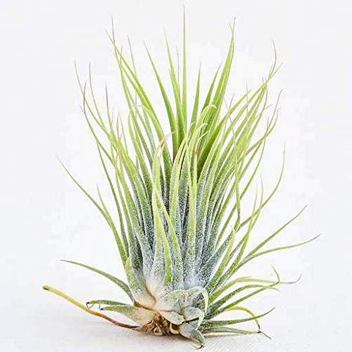 AMAZING STORE Zinn Air Plant Amazon.in Garden & Outdoors