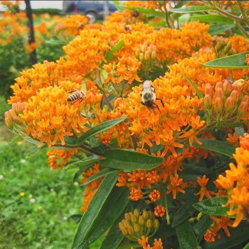 Butterfly Milkweed Asclepias tuberosa Live Plants 2 Pack 3 Inch Pots - Monarch Host Plant Very Hardy