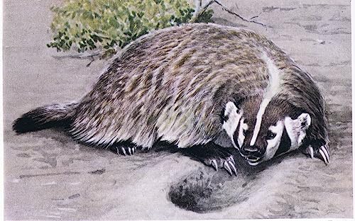 Tableau Graffiti Art Mural de blaireau, impression nature sauvage moderne 60x90cm