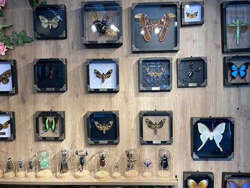 Real Death Head Moth Acherontia Skull Butterfly Handmade Shadow Box for Dad Oddity Curiosities Unique Taxidermy Insect Collectables Wall Art Home Decor Bedroom K18-01-KINH - Image 3