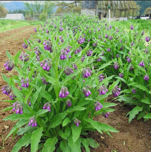 Live Organic Russian Comfrey Plant Bocking 14 Cultivar 3 Pack Established & Rooted 3 Pots Fast-Growing Perennial for Soil Health & Natural Fertilizer