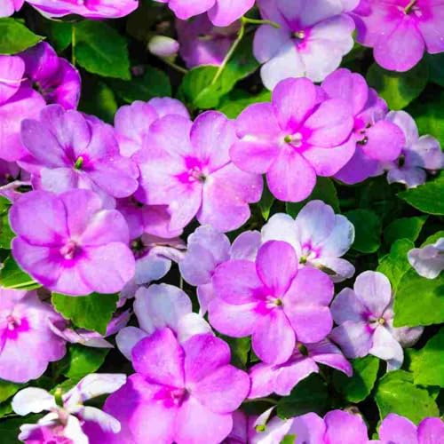 400 Count Mixed Color Impatiens Balsam Flower Seeds Bright Annual Flowers for Summer Garden Display