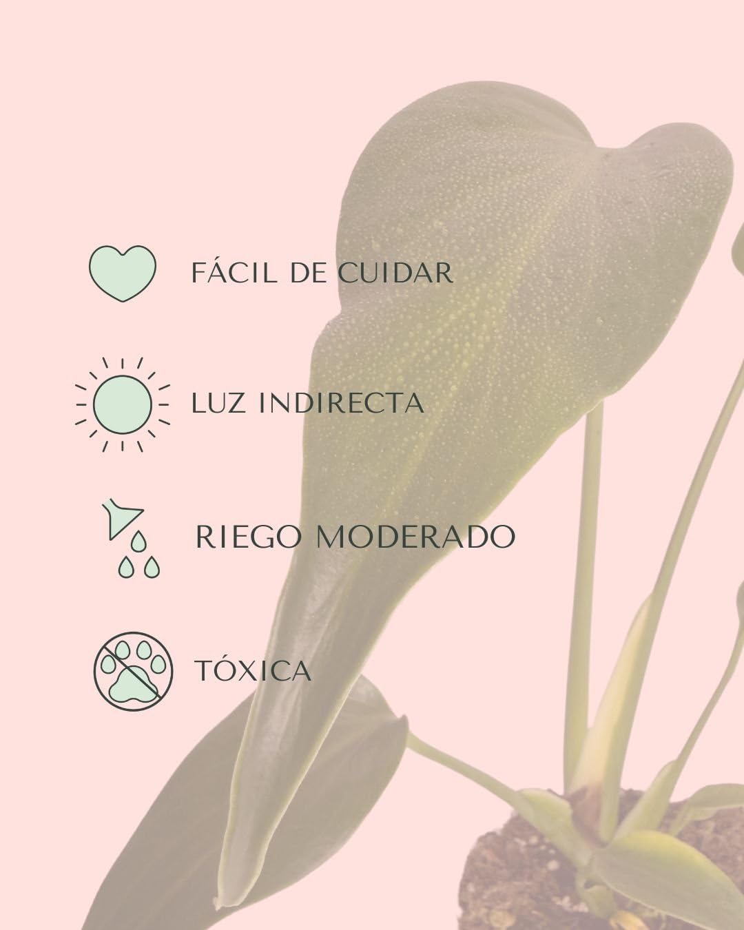 PUR PLANT Monstera Burle Marx M | Planta Natural De Interior Premium y Tropical | Compacta, Resistente y Decorativa | Maceta De Ø12 cm