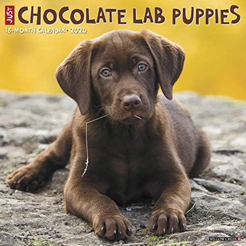 Chocolate Lab Puppies 2020 Calendar ubicaciondepersonas.cdmx.gob.mx