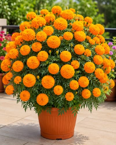 Image of Marigold African Hybrid Flower Seeds - 5x More Flowers