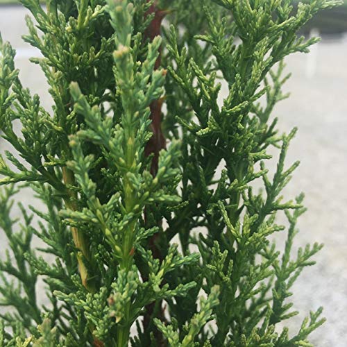 Plants by Mail BP-240Q Italian Cypress, 2.5 qt, Green