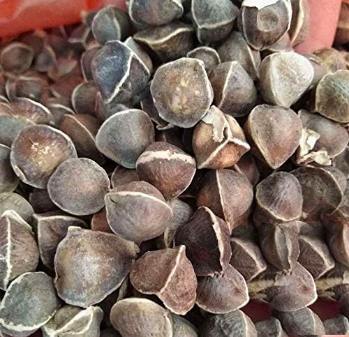 Vista 4 de 25 semillas del árbol de la vida - El árbol de Moringa fácil de cultivar, árbol de crecimiento rápido