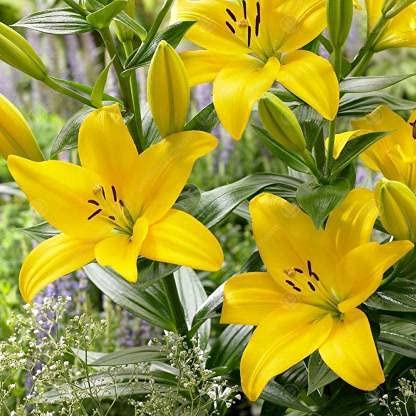 See full amazon price history chart for Plantogallery® Flower Bulbs | Lilium Bulbs Yellow Color Fowers for Home garden - Set of 15 Bulbs Plantogallery® Flower Bulbs | Lilium Bulbs Yellow Color Fowers for Home garden - Set of 15 Bulbs (B09GRK232T) Amazon Price History, Amazon Price Tracker