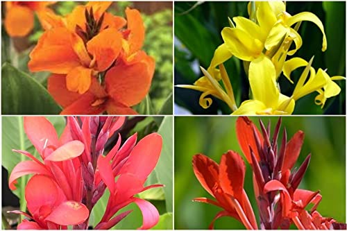 Floriculture Greens IMP. Canna Lily Holy Flower Bulbs Home Outdoor Gardening Flowering Bulbs planting (Pack of 1 The Multi Mix Canna Lily) (B09NDN3414) Amazon Price History, Amazon Price Tracker