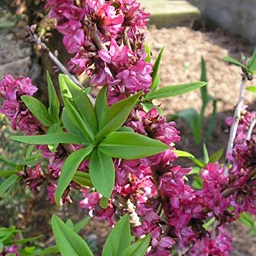 Daphne Mezereum 'Rubra' - Roter Märzenseidelbast 30-40 cm Pflanzcontainer