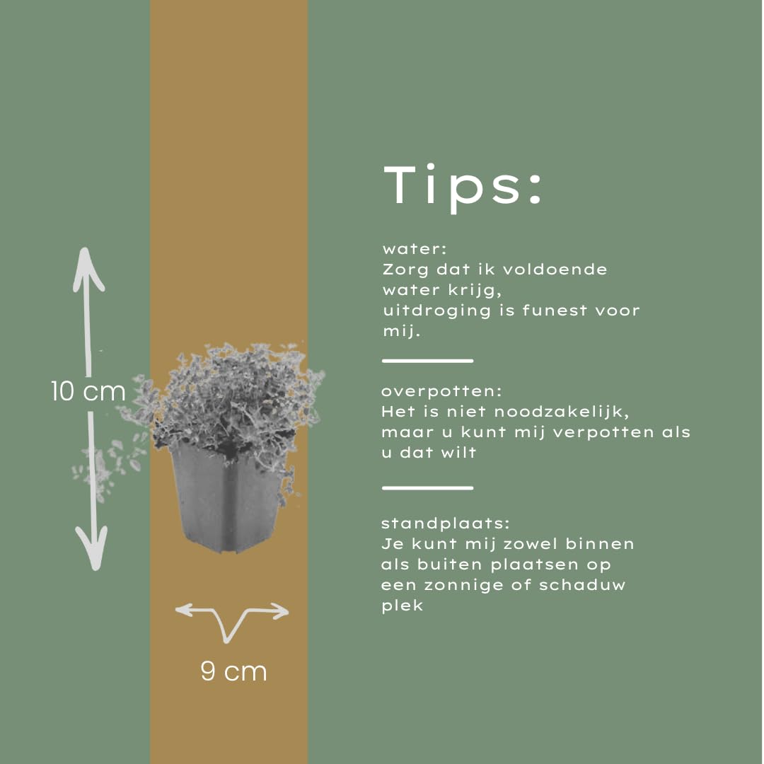 Thymus serpyllum Pflanzenset – 6 kräftige Sand-Thymian Pflanzen Ø9cm – Duftender Bodendecker für sonnige Standorte – Winterharte Kriechpflanze