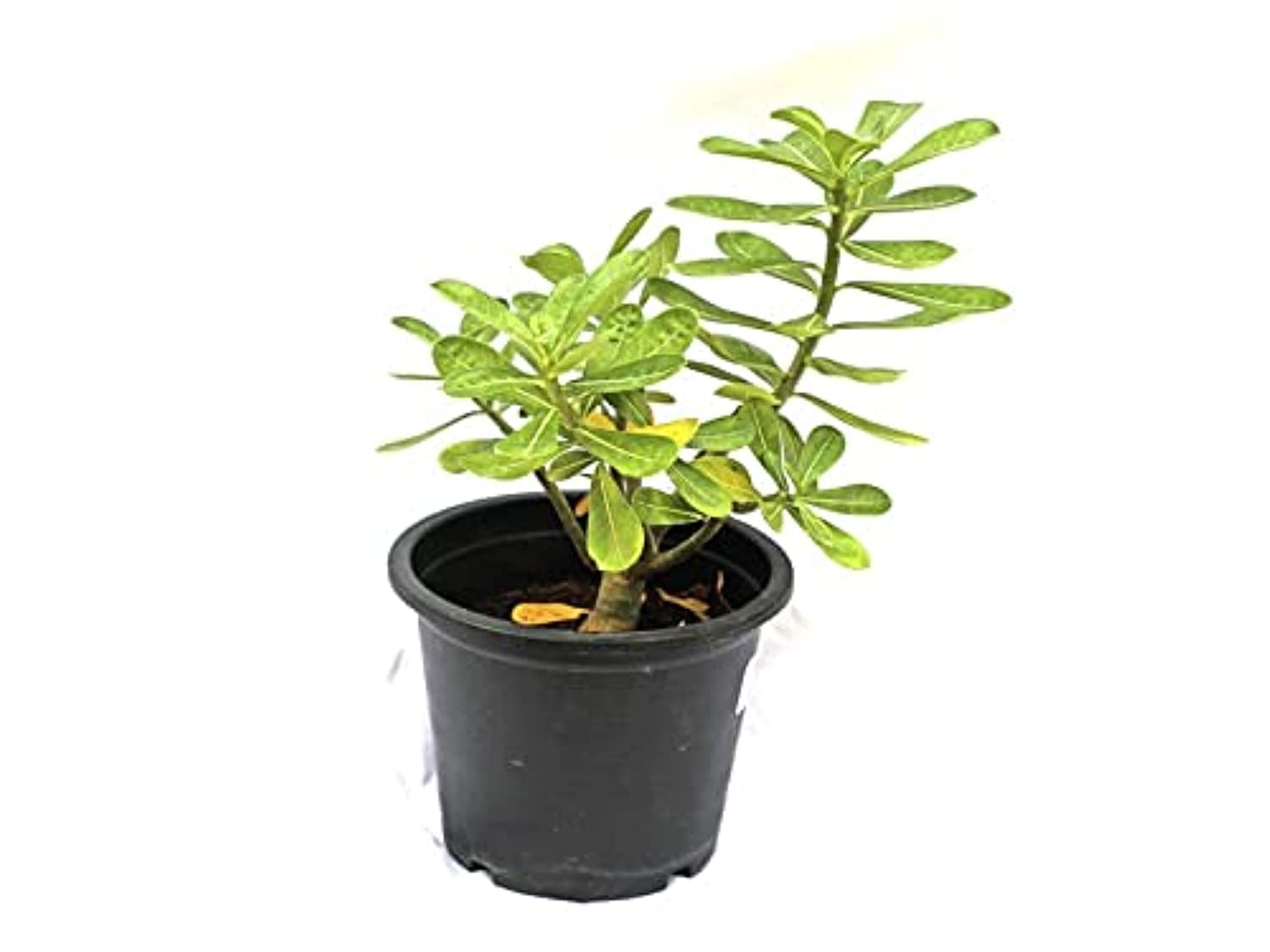 Adenium Obesum Desert Rose Plant