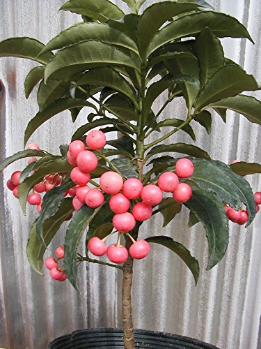 万両一群れ　高さ50～1m70cm内外 楽天市場】万両 【斑入り】 6号ポット苗 実生 : 苗木部 by 花