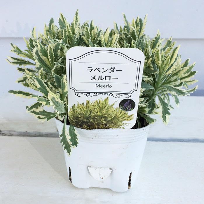 グラッポニア　ラベンダー　希少 Amazon｜ハッピーガーデン 花苗 斑入り葉 ラベンダー メルロー 1