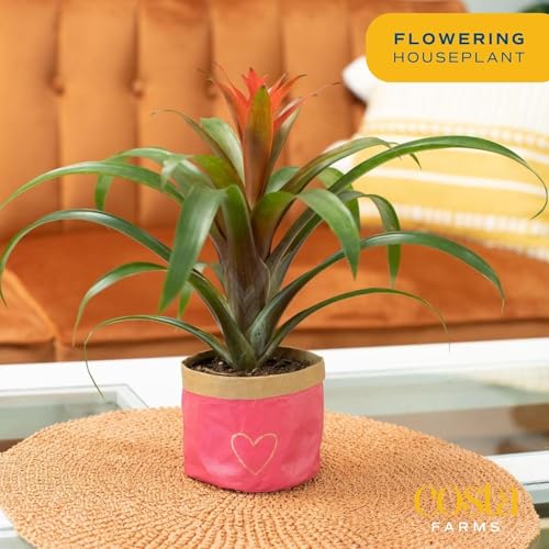 Image of Costa Farms Live Bromeliad Indoor Plant, Red Guzmania Blooming Houseplant in Grow Pot, Tropical Tabletop Decor, Fresh From Farm, 12-Inches Tall