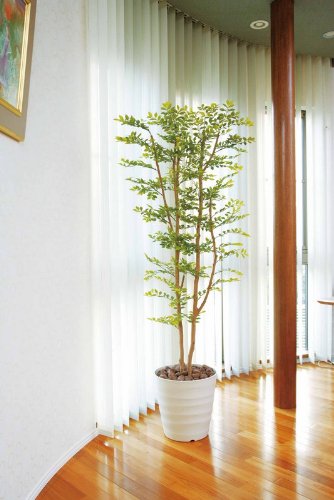Amazon.co.jp: 光触媒観葉植物 ベンジャミンダブルフェイス1.8植栽付