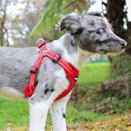 Best Pet Supplies 213-RDW-M Voyager Adjustable Dog Vest Harness Breathable No Pull Harness thumb #7