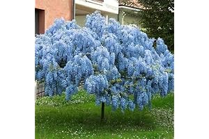 Japanese Lilac Tree Live Plant: Blue Moon Wisteria Live Tree Seedling for Planting