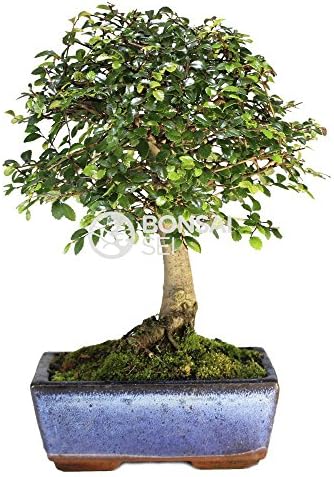 Bonsai - Chinese Elm, 5 Years (Bonsai Sei - Zelkova)