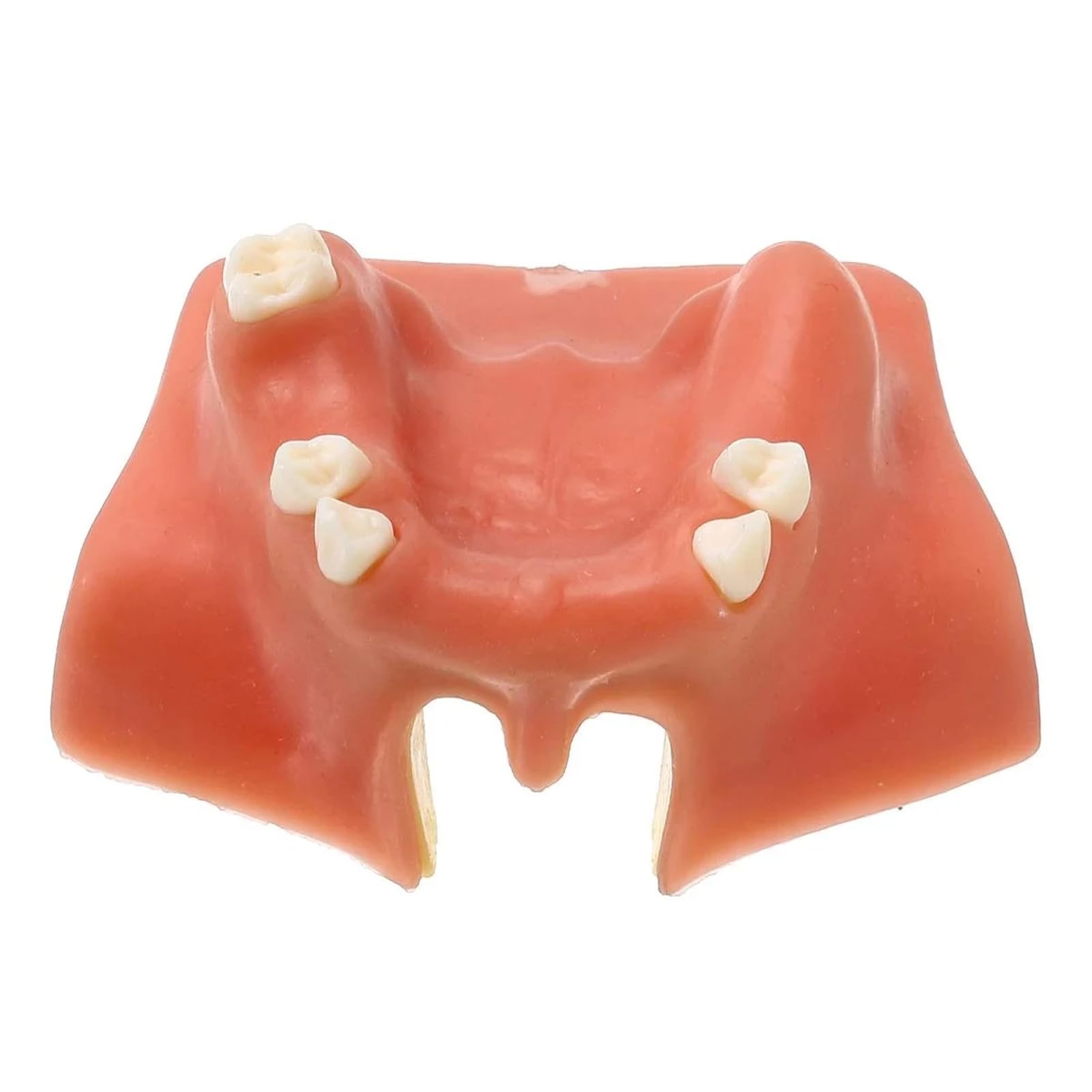 Dental Maxillary Sinus Model, Maxillary Sinus Lift Practice Model with Soft Gums for Training Teaching Demo