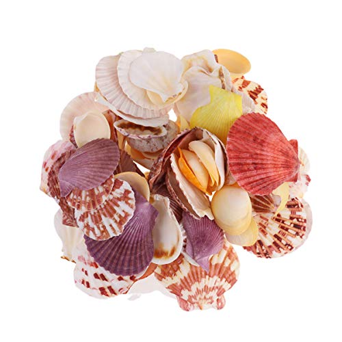 MAGICLULU Sachet De Coquillages Naturels Décorations De Style Marin pour Cadre Photo Aquarium Vitrine Paysage Couleur Aléatoire Environ