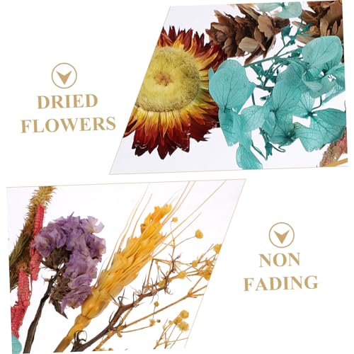 Mini flores secas prensadas delicadas para manualidades y decoración miniatura 5
