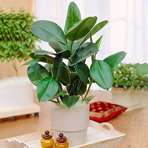 Ficus Robusta COMPRAR