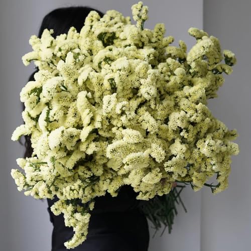 semi del nontiscordardime perenni, perenne, decorazione autunnale del nontiscordardimé, da giardino, d'appartamento 300pcs