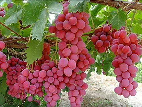 Creative Farmer Rare Exotic Tropical Fruit Grape Vitis Vinifera Giant Red Globe Grapes 1 Healthy Vine Cutting Plant On Poly Bag Fresh Short Time (Healthy Live Plant) (PLANT-10-GRAPE|26YKA@)