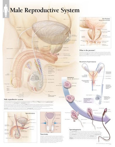 Male Reproductive System chart: Wall Chart