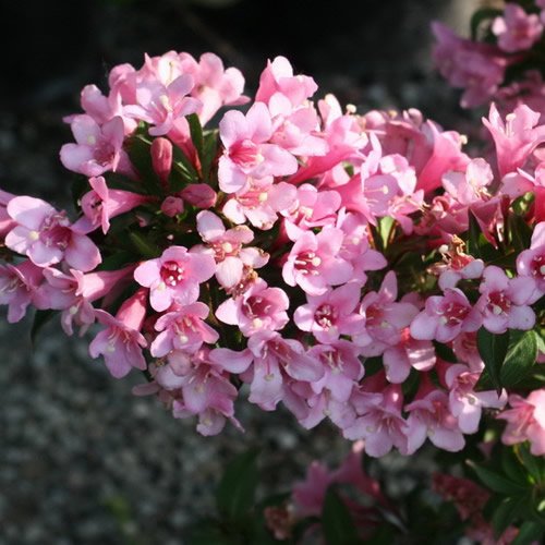 1 X Weigela 'Pink Poppet' DECIDUOUS Shrub Hardy Garden Plant in Pot