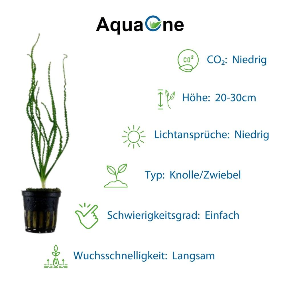 AquaOne Aquarium Pflanzen 3x Wasserpflanzen Set Exclusiv Aquascaping