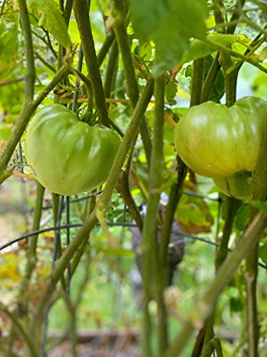 Fertilizante orgánico granulado para tomate NPK 8-5-5 miniatura 6
