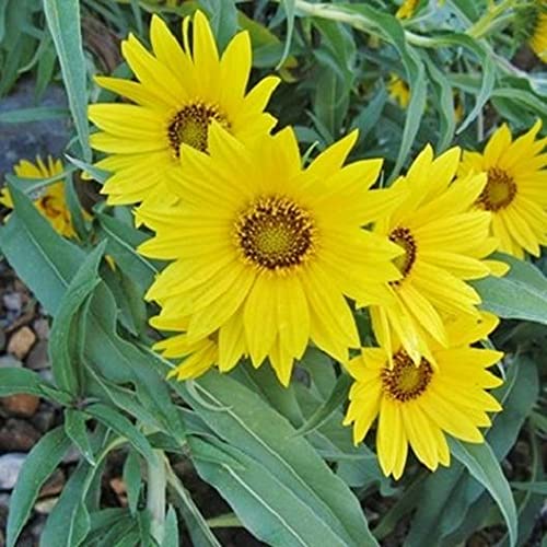 Maximilian Sunflower Perennial Butterflies Finches Love 8 Feet Non-GMO 100 Seeds