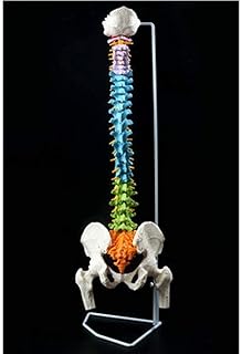 Scientific Research Human Spine Model, 1:1 Adult with Thoracic Pelvis Vertebral Bone Color Vertebral Body Skeletal Model Large Spine/Human Organ Model