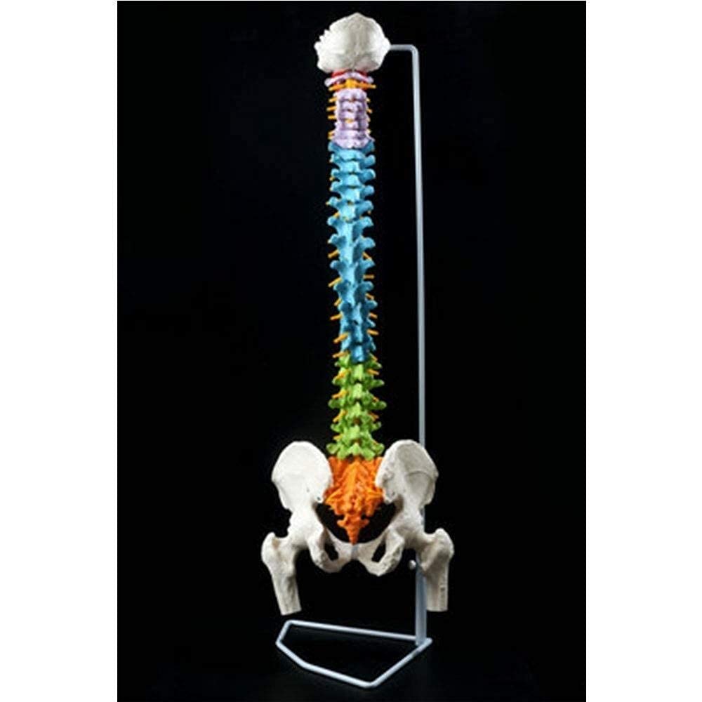GTHTUHFD Anatomy Model Scientific Research Human Spine Model, 1:1 Adult With Thoracic Pelvis Vertebral Bone Color Vertebral Body Skeletal Model Large Spine/Human Organ Model