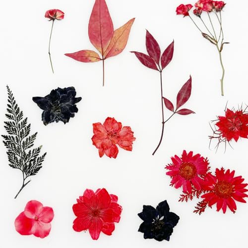 Flores secas prensadas Cayway 64 unidades rojo negro miniatura 5