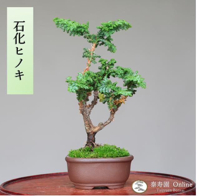 小品盆栽　石化檜　高級盆栽 石化桧〔雅〕 | 盆栽、盆栽書籍、盆栽鉢の通販│近代出版
