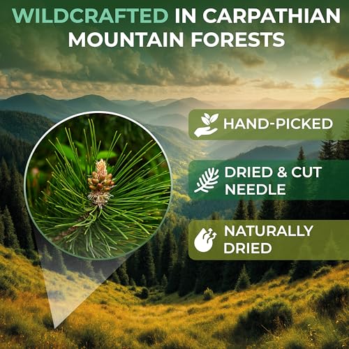 Image of 50 Bags Pine Needle Tea Dried Pine Needles Herb Tea (Pinus Koraiensis) - 50 Count 2.5g Bags Dried Needle Leaf Aguja De Pino