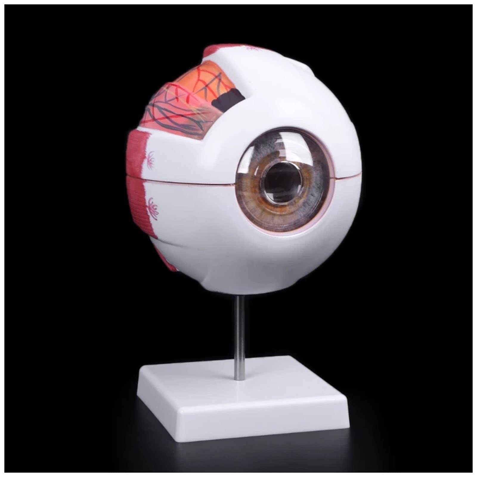 SUZLA6X Enlarged Human Eye Model, Eyeball Anatomy Model, Multi-Part Structure Dissects to 7 Anatomically Correct Parts of Eye, Science Classroom Study Display Teaching Model