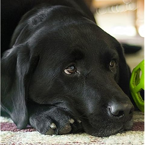 Black Labrador Dog Greeting Card - Square Cover