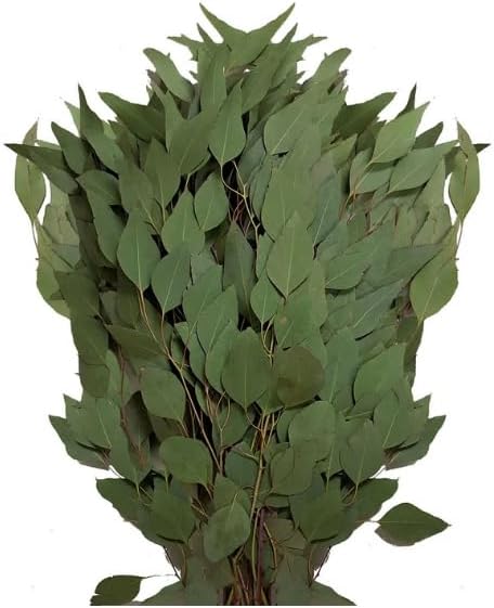Silver Dollar Eucalyptus – 40 Fresh Stems, 24–30" Long – Fragrant Greenery for Bouquets, Floral Arrangements, and Centerpieces