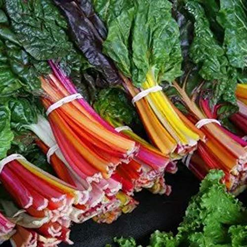 LEANO 100pcs Organic Rainbow Swiss Chard Seeds Heirloom Vegetable Seeds Non-GMO for Home Garden Planting