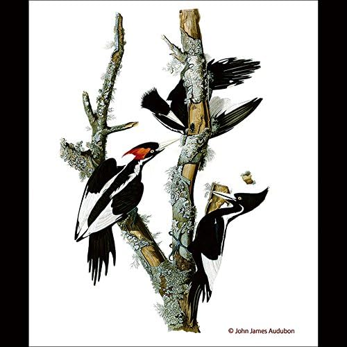 Amazon アメリカハシジロキツツキの木枠付きフォトタイル 世界の野鳥シリーズ B インテリア オンライン通販