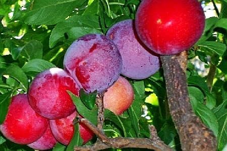 Red June Plum - Self Pollinating Live Fruit Tree Shipped 2 to 3 Feet Tall by DAS Farms (No California)
