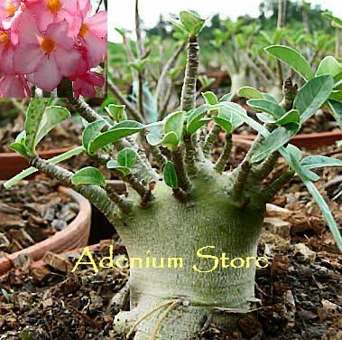 Amazon 多肉植物 種子 Adenium Arabicum Cv Dwarf Pnwアデニウム アラビクム矮性品種 種子５粒 Caudex 塊根植物 並行輸入品 観葉植物 オンライン通販