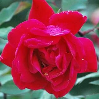 Perennial Farm Marketplace (Red Double Knockout Rose) Flowering Shrub, Size-#3 Container, Cherry Colored Blooms